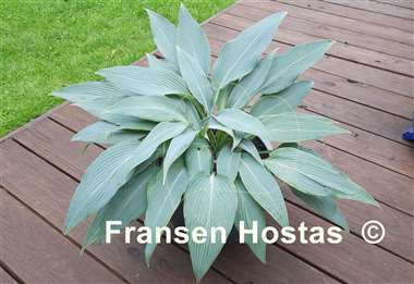 Hosta Scheherazade